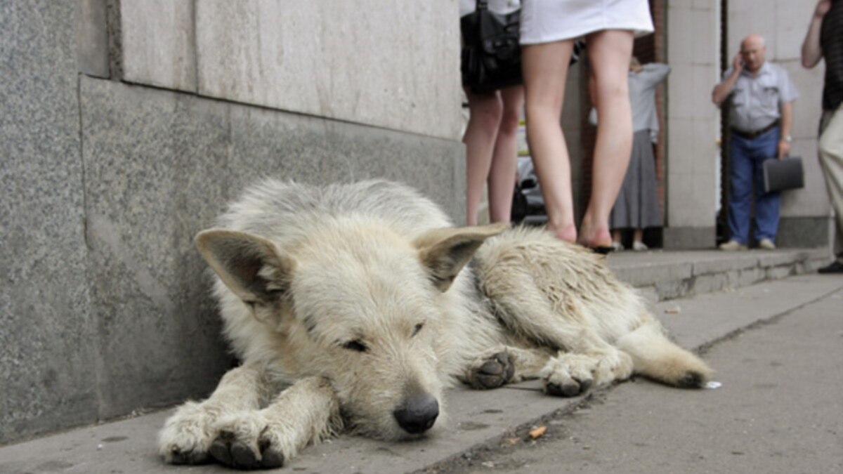 Эмоции животных в фотографиях. Бездомные животные мы чувствуем. Объятия с собакой. Как животные чувствуют людей. Чувства животных.